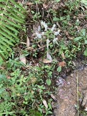 Platanthera integrilabia