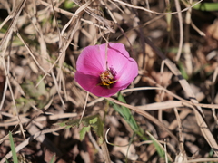 Modiolastrum gilliesii