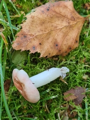 Russula betularum