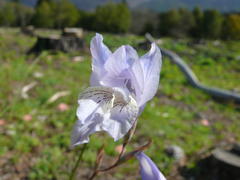 Gladiolus gracilis