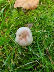 Russula betularum