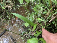 Platanthera integrilabia