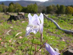 Gladiolus gracilis