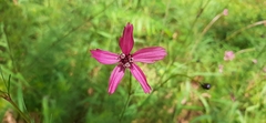 Cosmos carvifolius