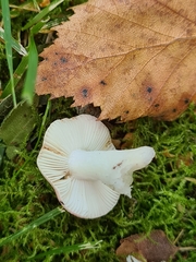 Russula betularum