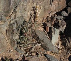 Dyerophytum africanum