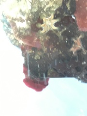 Haliclystus sanjuanensis