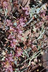 Dyerophytum africanum