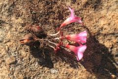 Oxalis stokoei