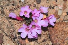 Oxalis stokoei