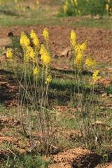 Bulbine alooides