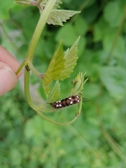 Thyrassia subcordata