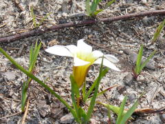 Romulea flava flava
