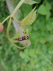 Thyrassia subcordata