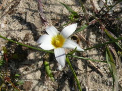 Romulea flava flava