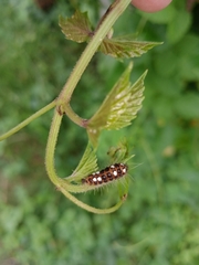 Thyrassia subcordata