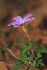 Oxalis aridicola