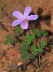 Oxalis aridicola