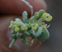 Tetraena retrofracta