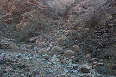 Tetraena retrofracta