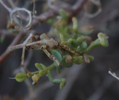 Tetraena retrofracta
