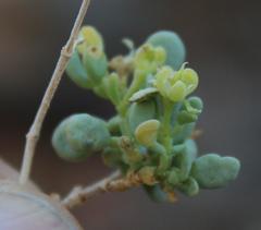 Tetraena retrofracta