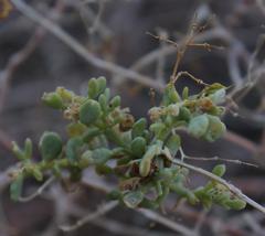 Tetraena retrofracta