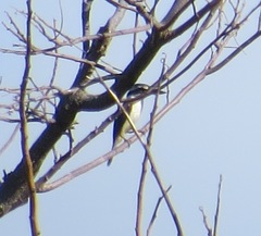 Todiramphus sacer vitiensis