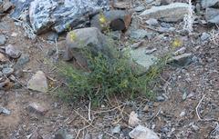 Cleome foliosa lutea