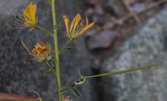 Cleome foliosa lutea