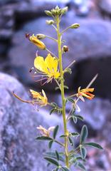 Cleome foliosa lutea