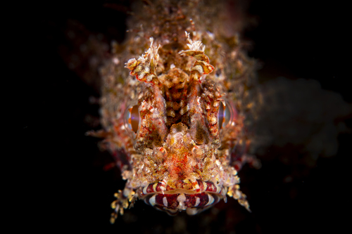 Barchin scorpionfish (Sebastapistes strongia) — Scorpaenidae — 5