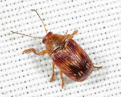 Cryptocephalus tinctus