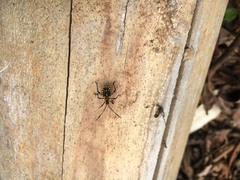 Phthiacnemia picta