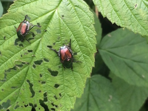 Japanese beetle