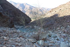 Adenolobus garipensis