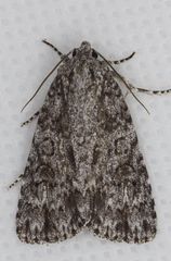 Acronicta hamamelis