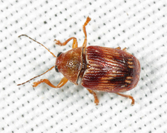 Cryptocephalus tinctus