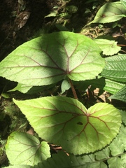 Begonia parviflora