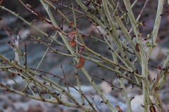 Adenolobus garipensis