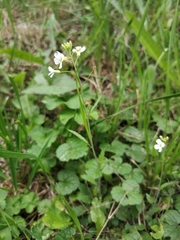 Arabidopsis arenosa