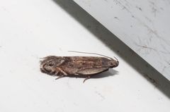 Battaristis nigratomella