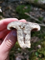 Lactarius flexuosus