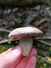 Lactarius flexuosus