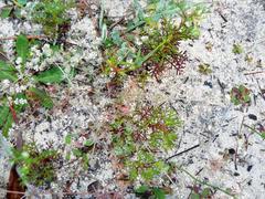 Adenogramma glomerata