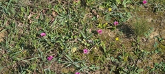 Moraea versicolor