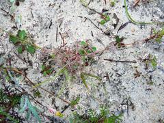 Adenogramma glomerata