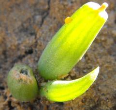 Bulbine mesembryanthemoides