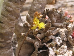 Bulbine mesembryanthemoides