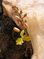 Bulbine mesembryanthemoides